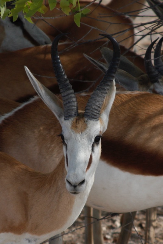 Springbok