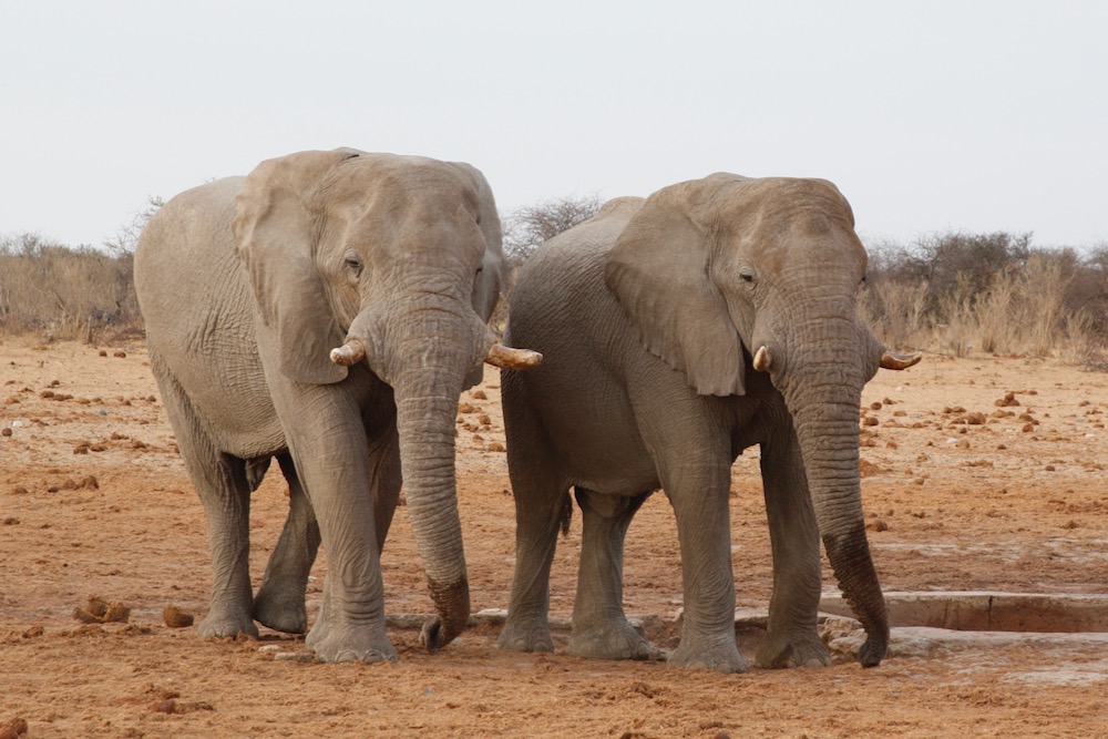 Elephant brothers